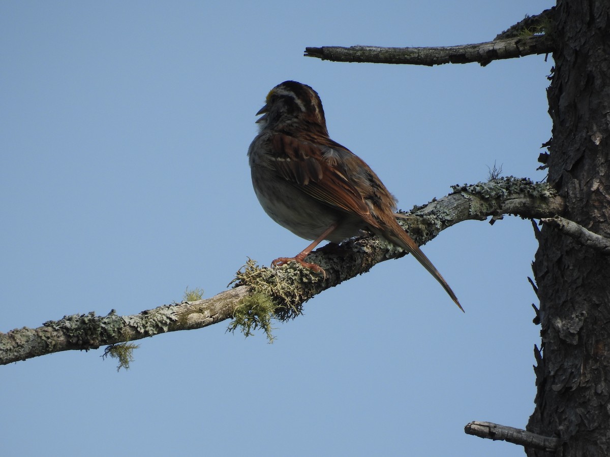 White-throated Sparrow - ML595330401