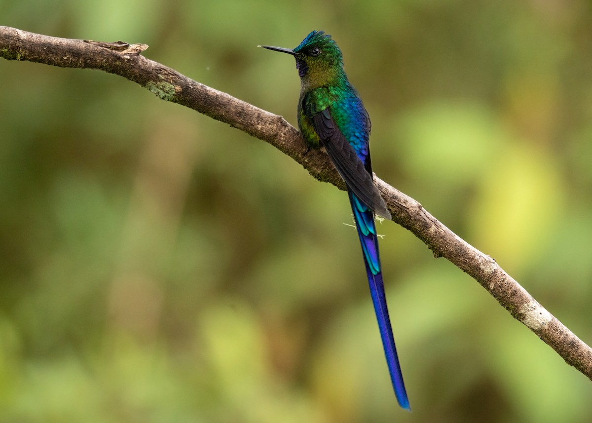 Violet-tailed Sylph - ML595332521