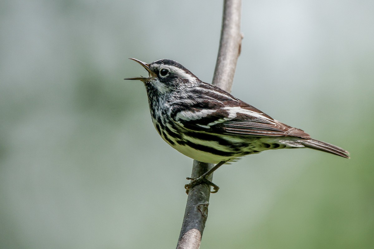 Black-and-white Warbler - ML595333141