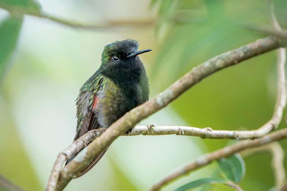 Black-bellied Hummingbird - ML595334261