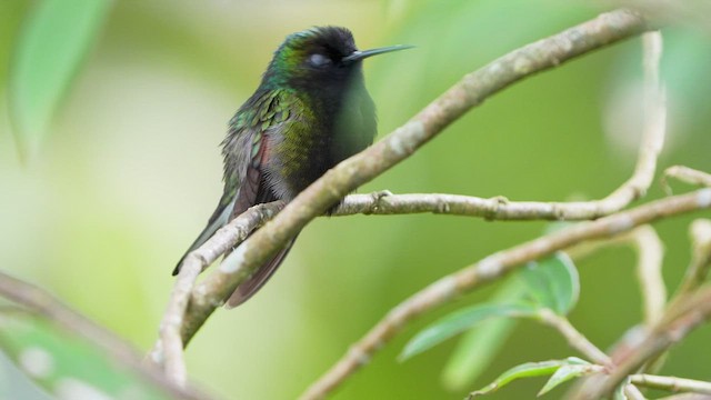 Black-bellied Hummingbird - ML595334291