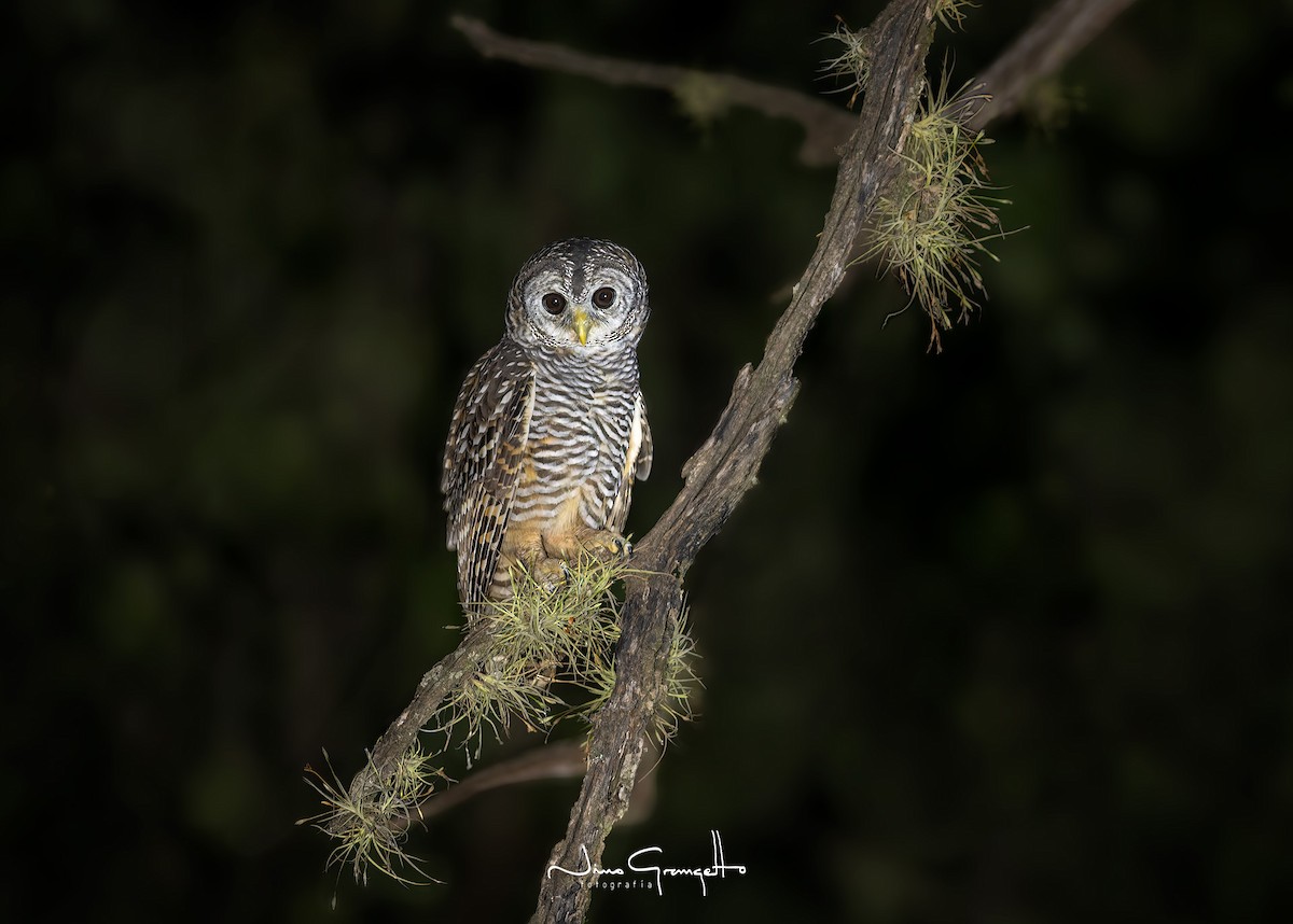Chaco Owl - ML595335131