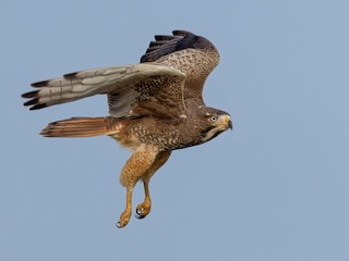  - White-eyed Buzzard