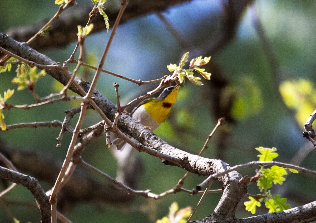 Crescent-chested Warbler - ML595339461