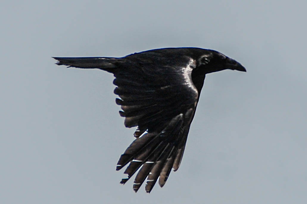 Common Raven - ML595342921