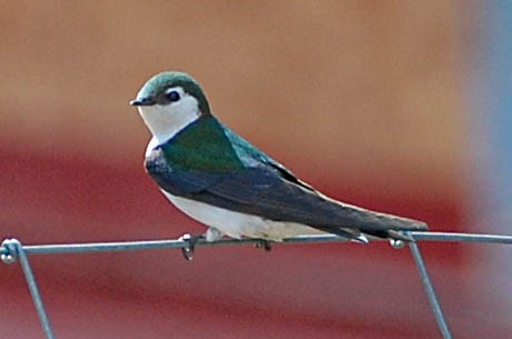 Violet-green Swallow - ML595342971