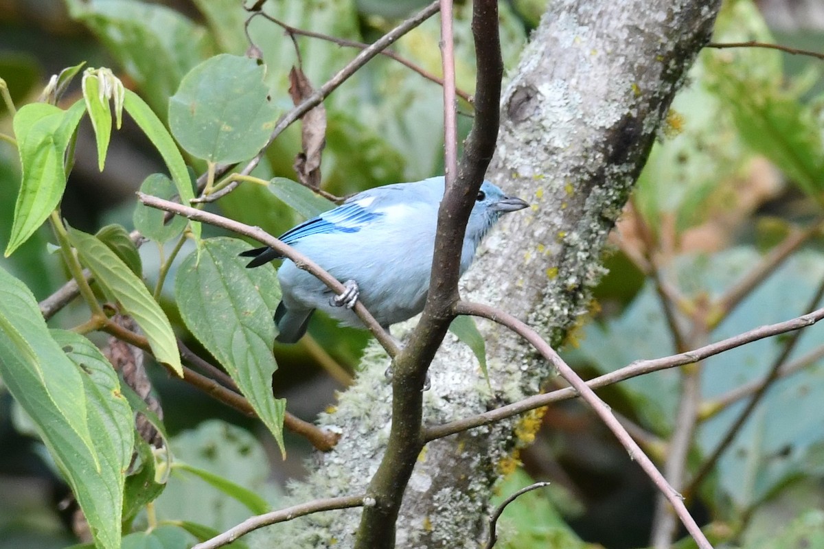 Blue-gray Tanager - ML595344331