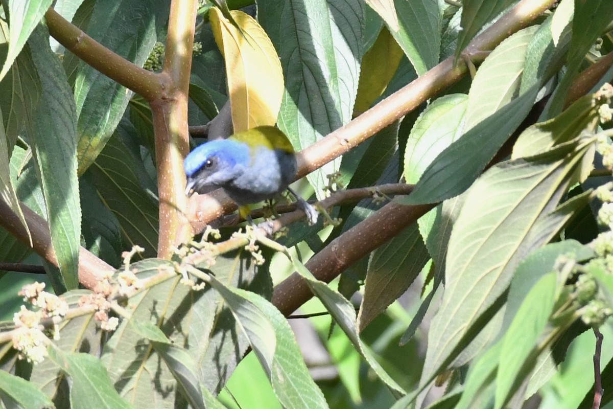 Blue-capped Tanager - ML595344571