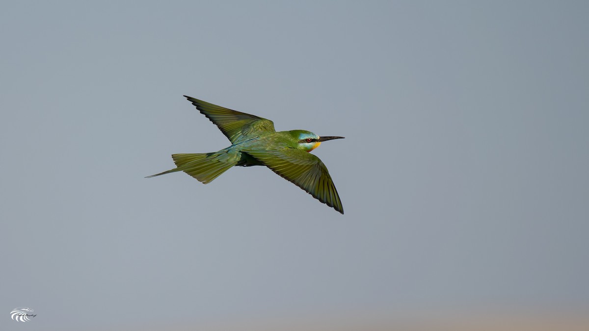 Blue-cheeked Bee-eater - ML59534461