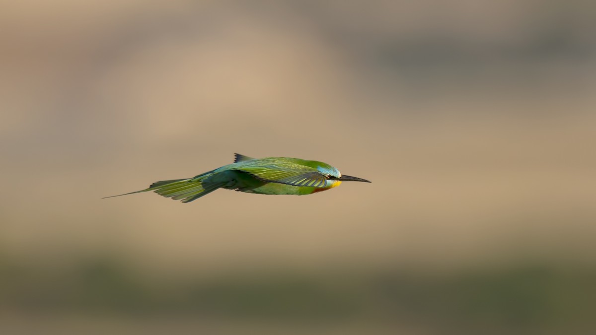 Blue-cheeked Bee-eater - ML59534471
