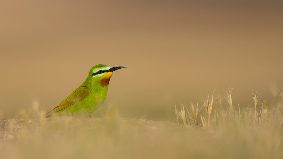 Blue-cheeked Bee-eater - ML59534491