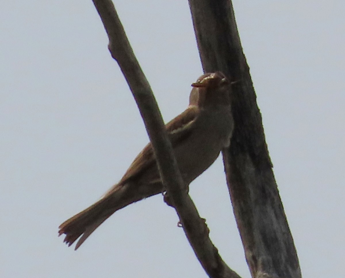 Vesper Sparrow - Fran Kerbs
