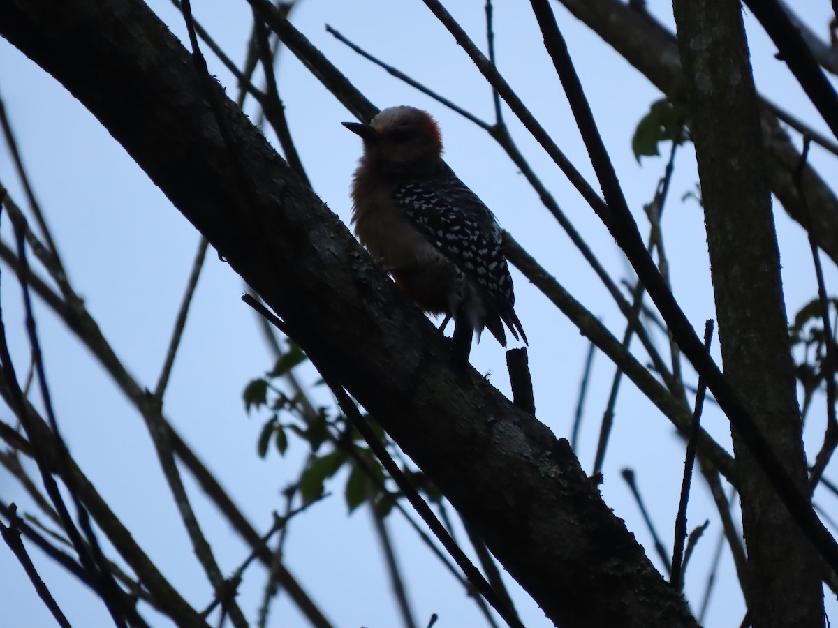 Red-crowned Woodpecker - ML595352641