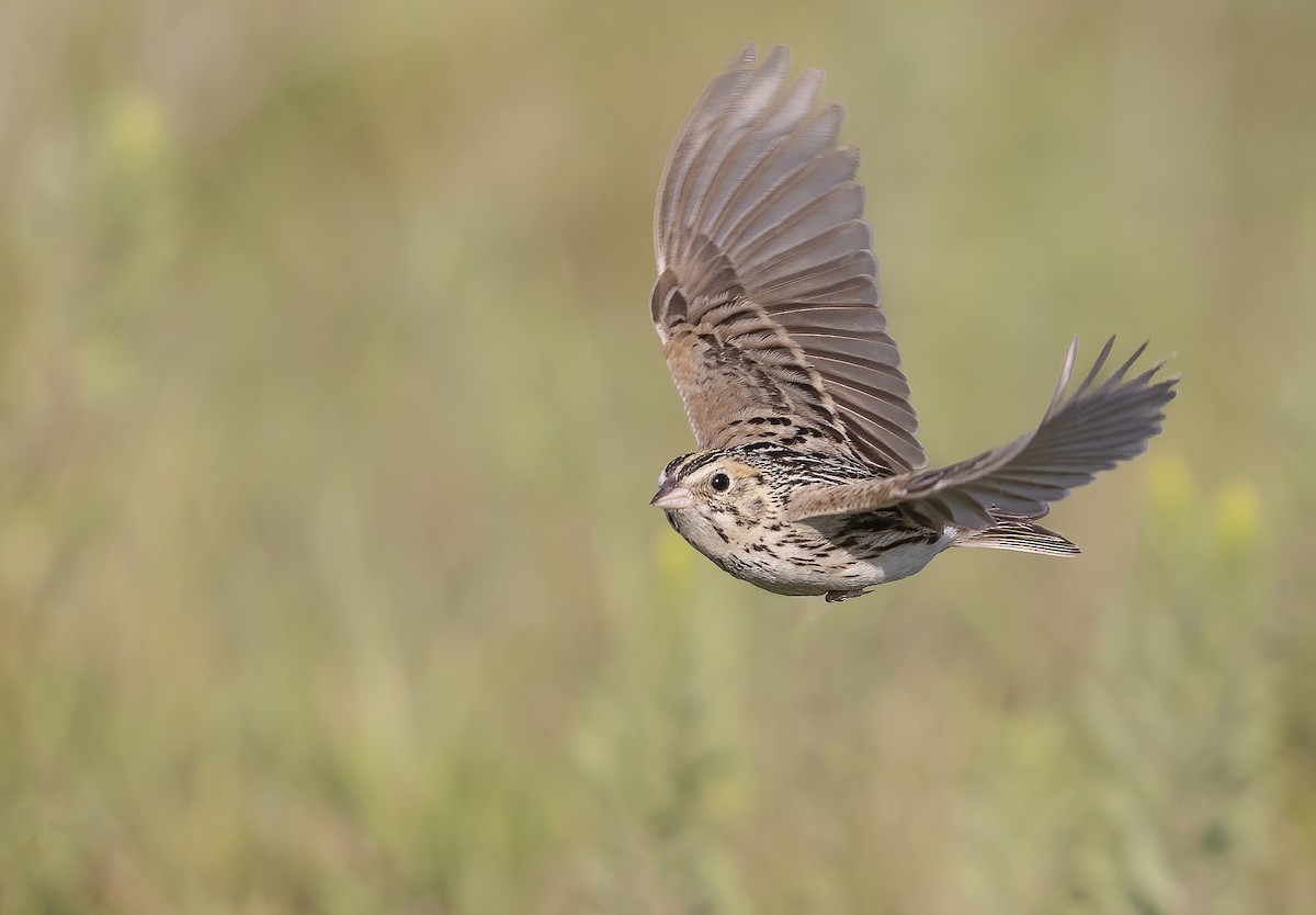 Baird's Sparrow - Matt Misewicz