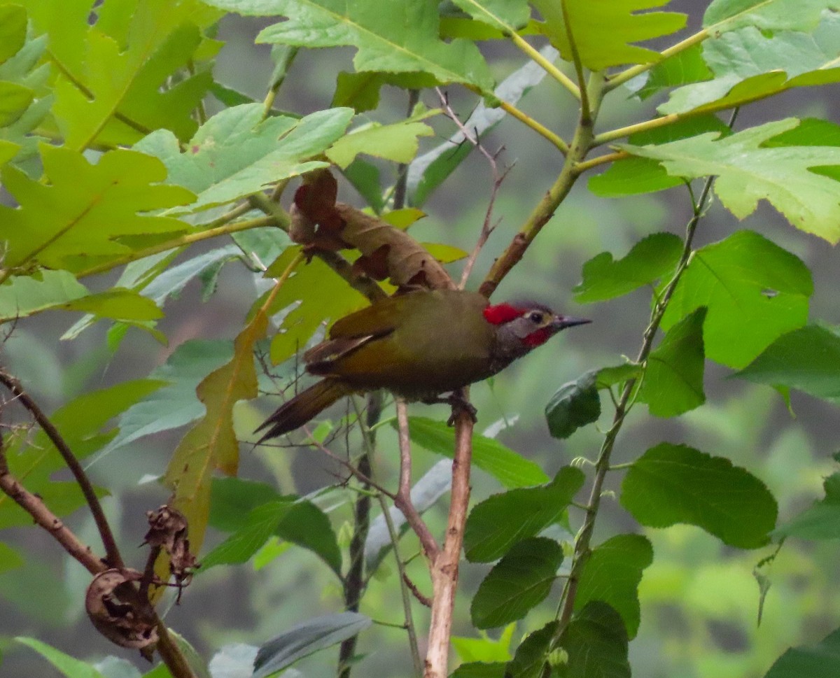 Golden-olive Woodpecker - ML595353861