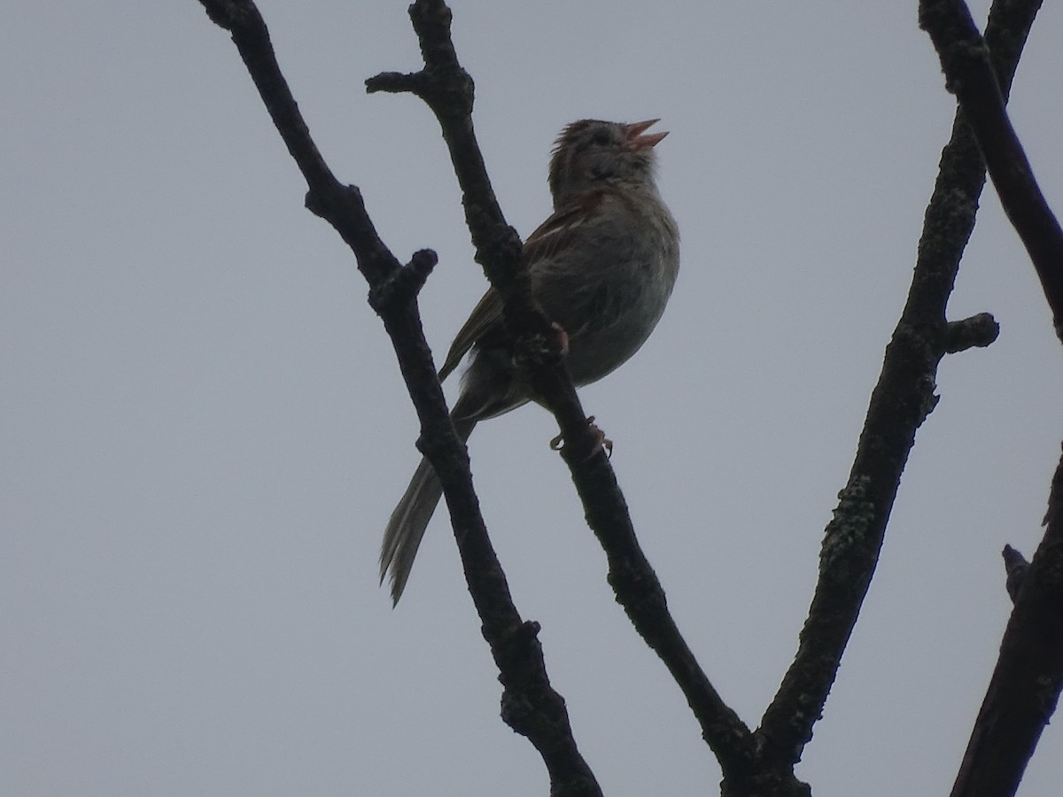 Field Sparrow - Yana Levchinsky