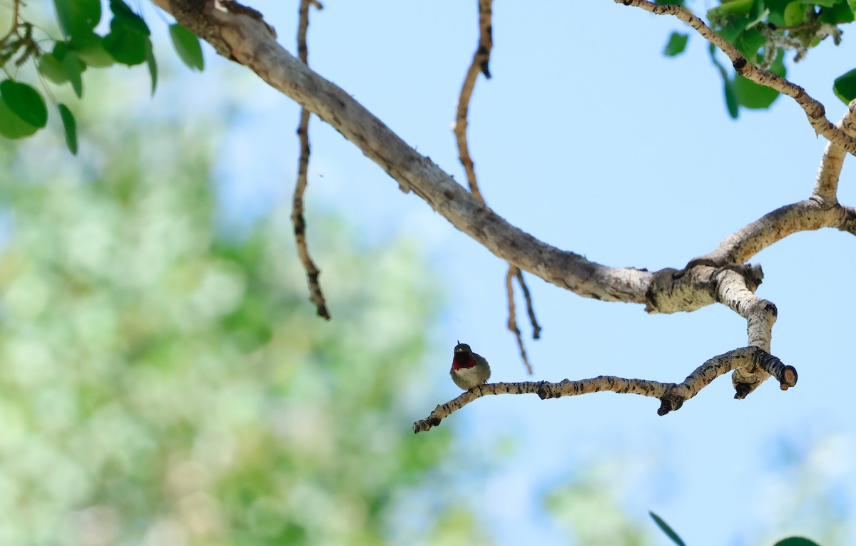 Broad-tailed Hummingbird - ML595358331