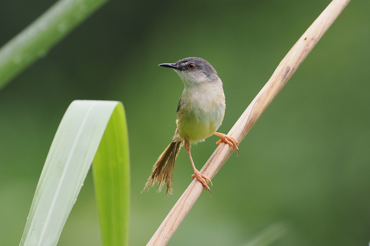 Yellow-bellied Prinia (Chinese) - george parker