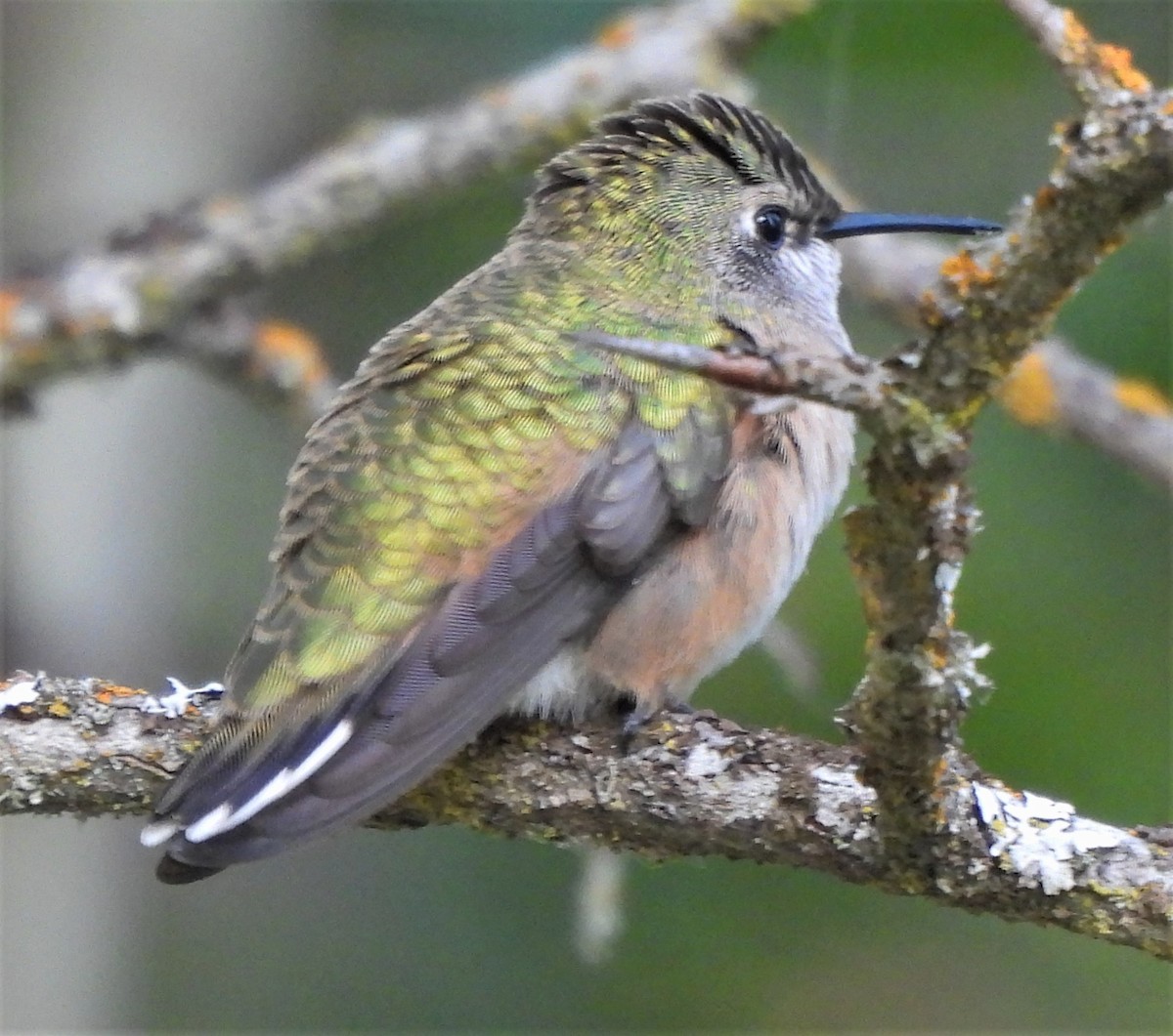 Calliope Hummingbird - ML595359411