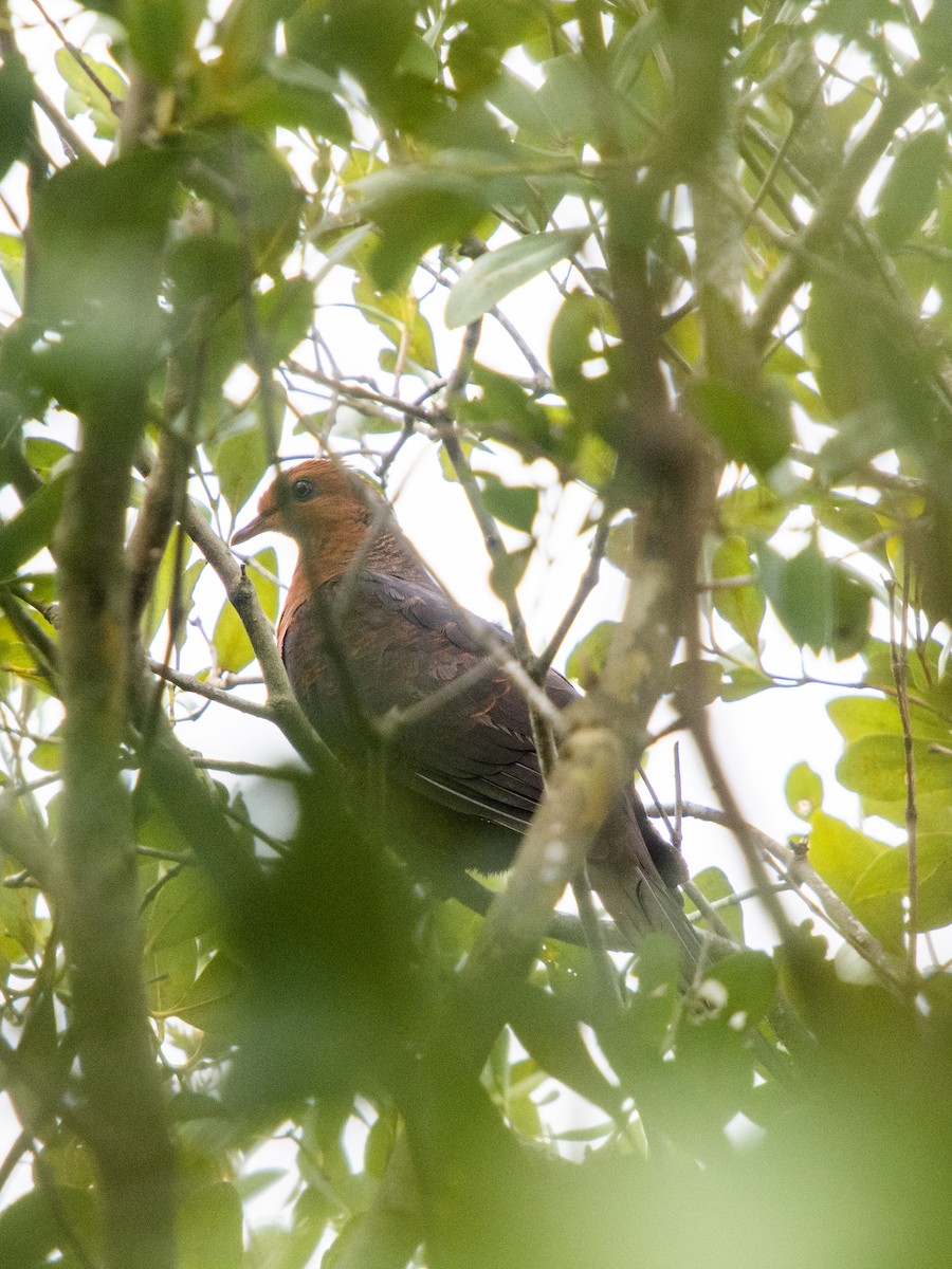 Philippine Cuckoo-Dove - ML595364181