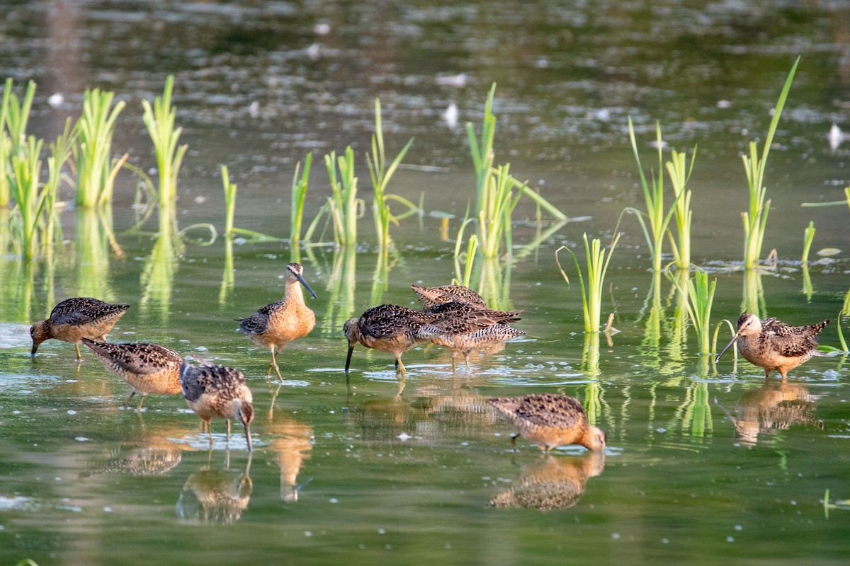 Long-billed Dowitcher - ML595368331