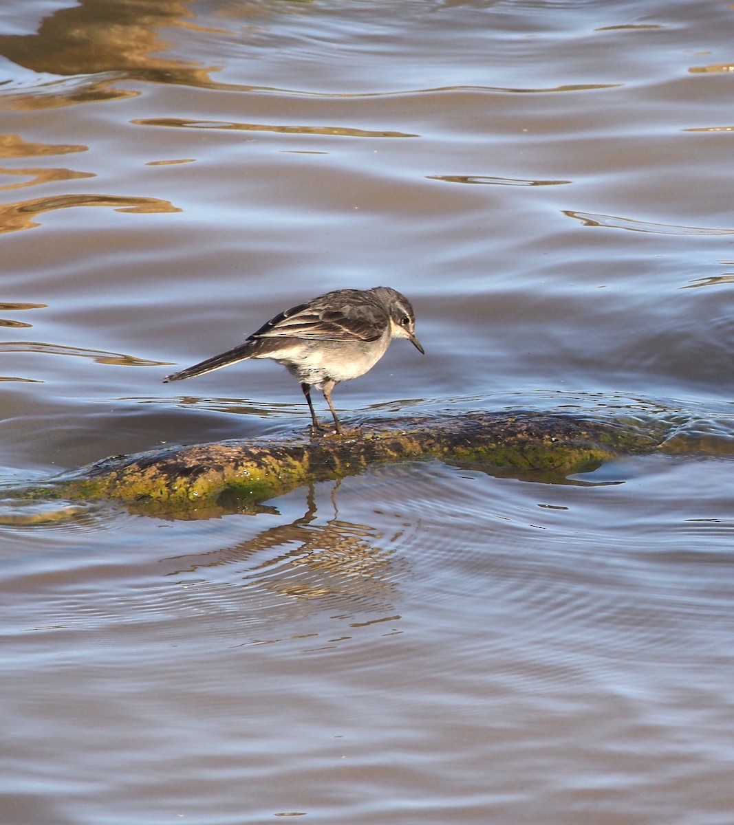 Cape Wagtail - ML595371551