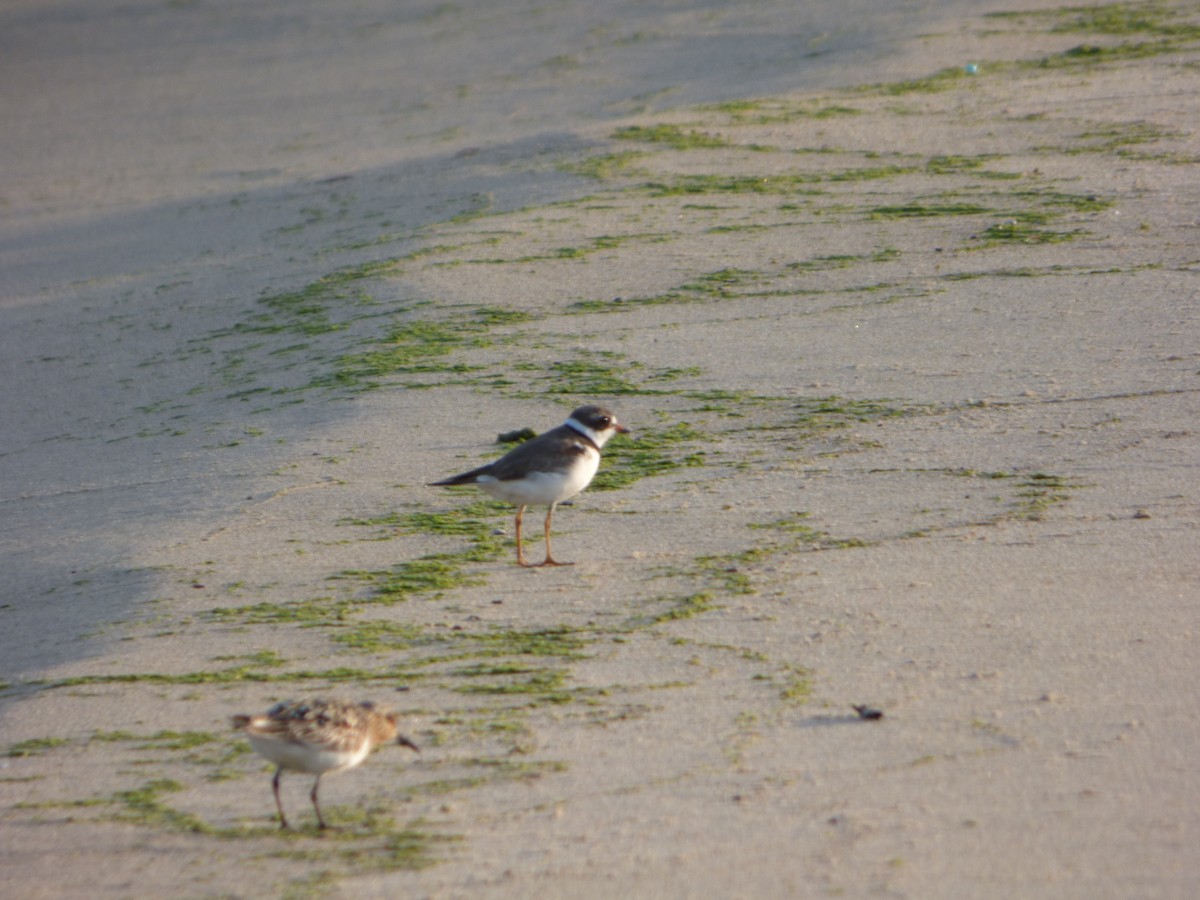 Semipalmated Plover - ML595376721