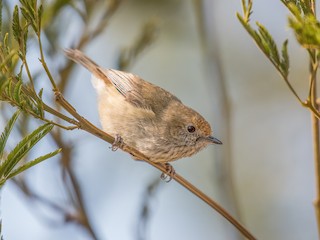  - Brown Thornbill