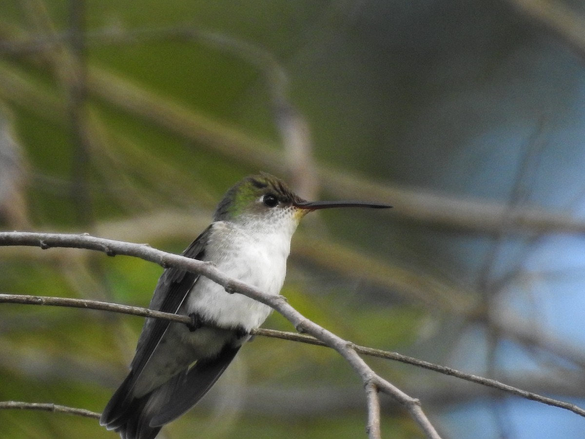 White-bellied Hummingbird - ML595380301