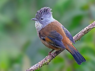Streak-throated Barwing - Actinodura waldeni - Birds of the World