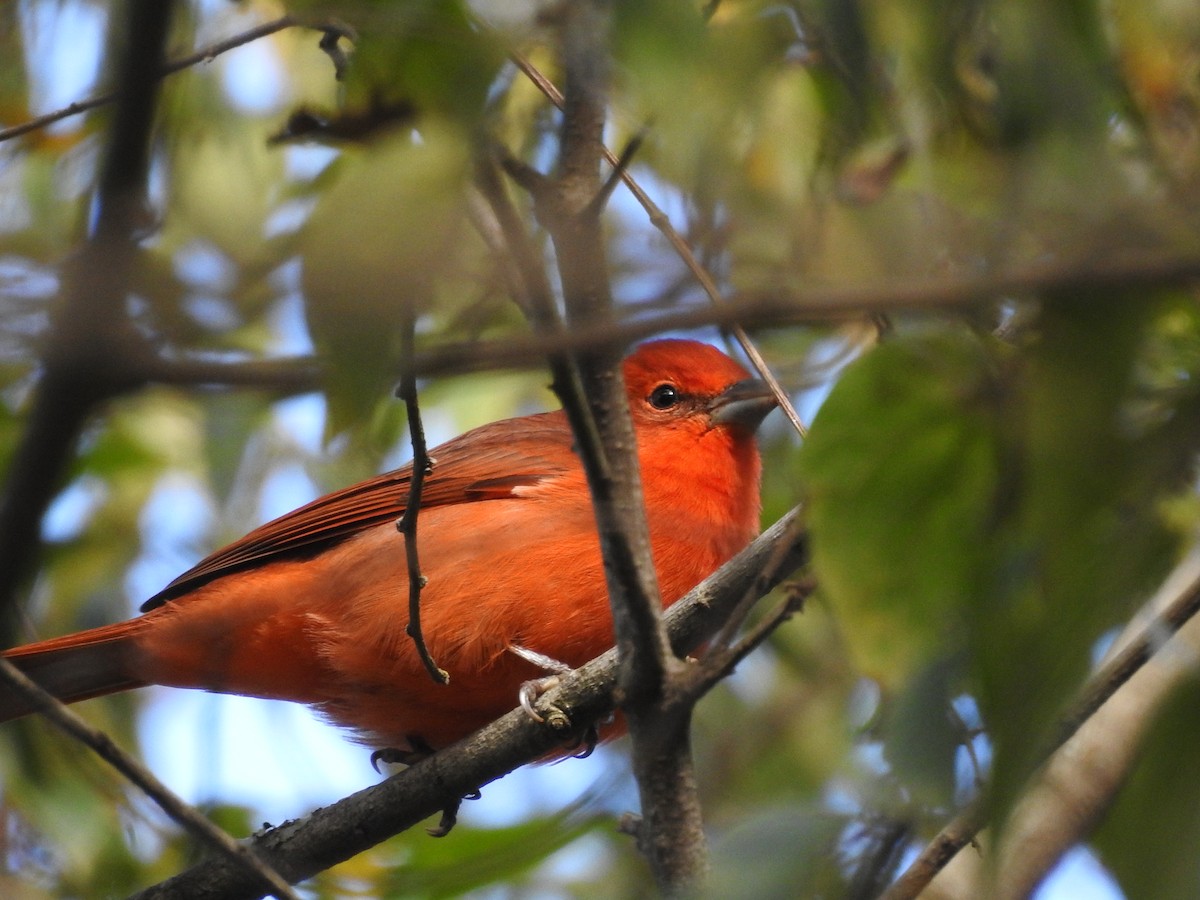Hepatic Tanager - ML595381211