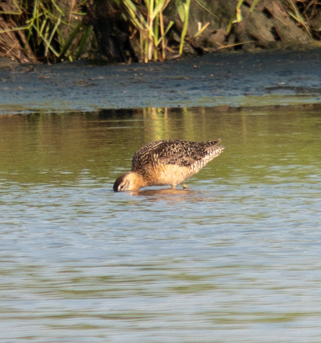 Long-billed Dowitcher - ML595381511
