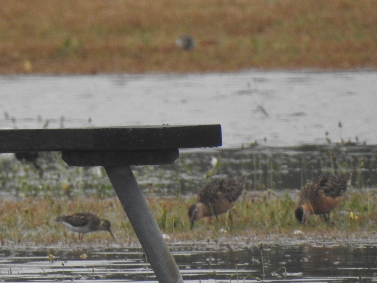Long-billed Dowitcher - ML595382981