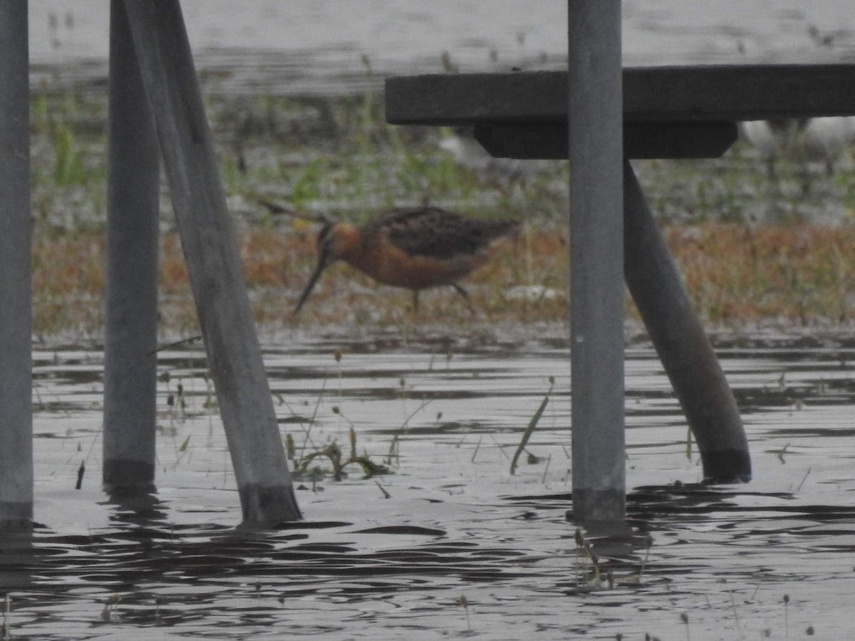 Long-billed Dowitcher - ML595382991