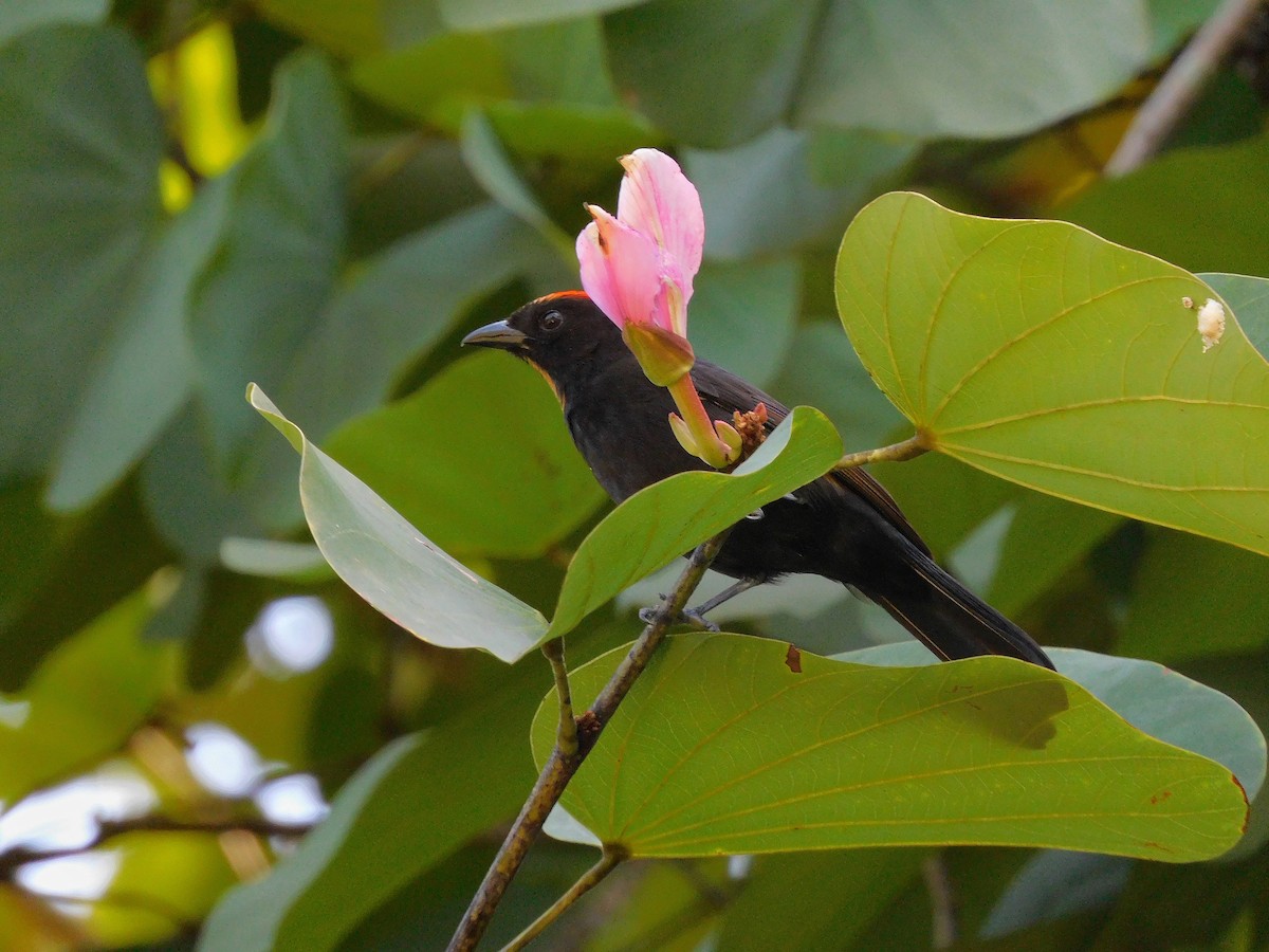 Flame-crested Tanager - ML595383111