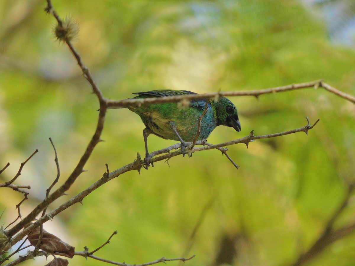 Green-headed Tanager - ML595383211