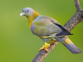 Yellow-footed Green-Pigeon - Treron phoenicopterus - Birds of the World