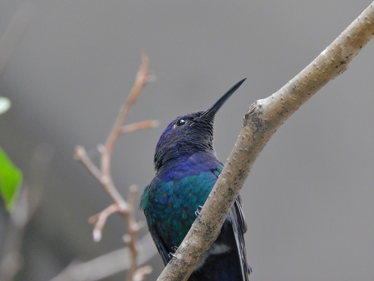 Swallow-tailed Hummingbird - ML595384831