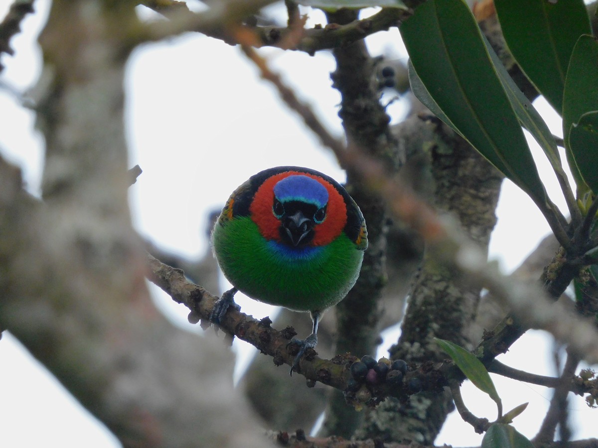 Red-necked Tanager - ML595385391