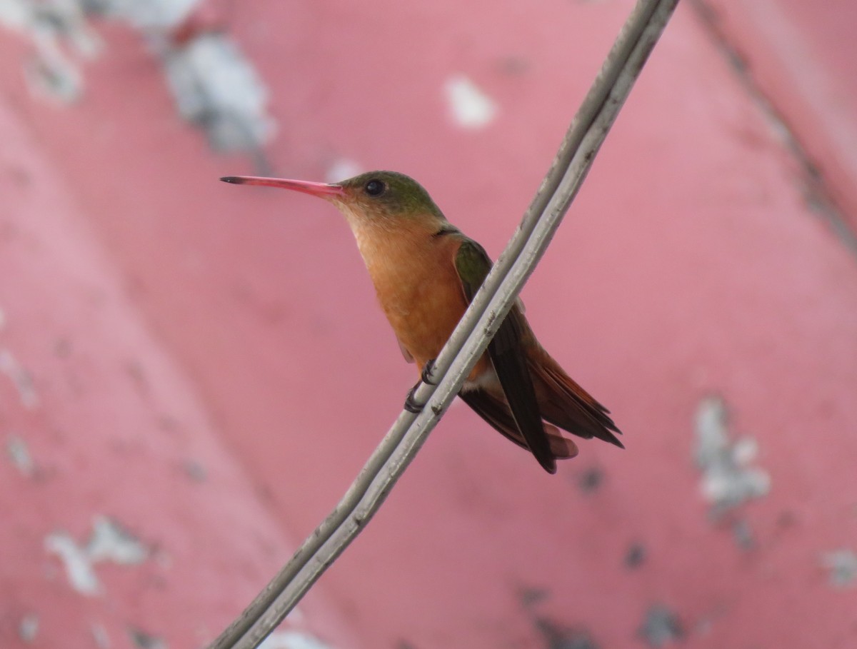 Cinnamon Hummingbird (Mainland) - ML595386521