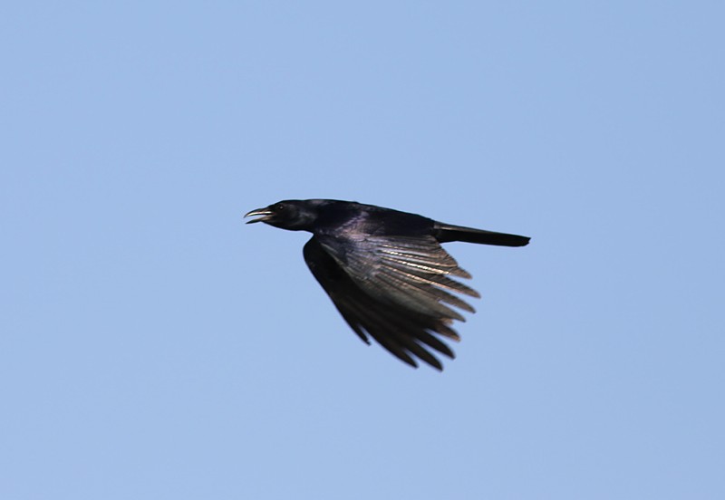 Sinaloa Crow - ML59538971