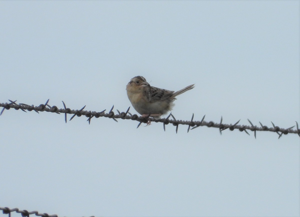 Grasshopper Sparrow - ML595390481