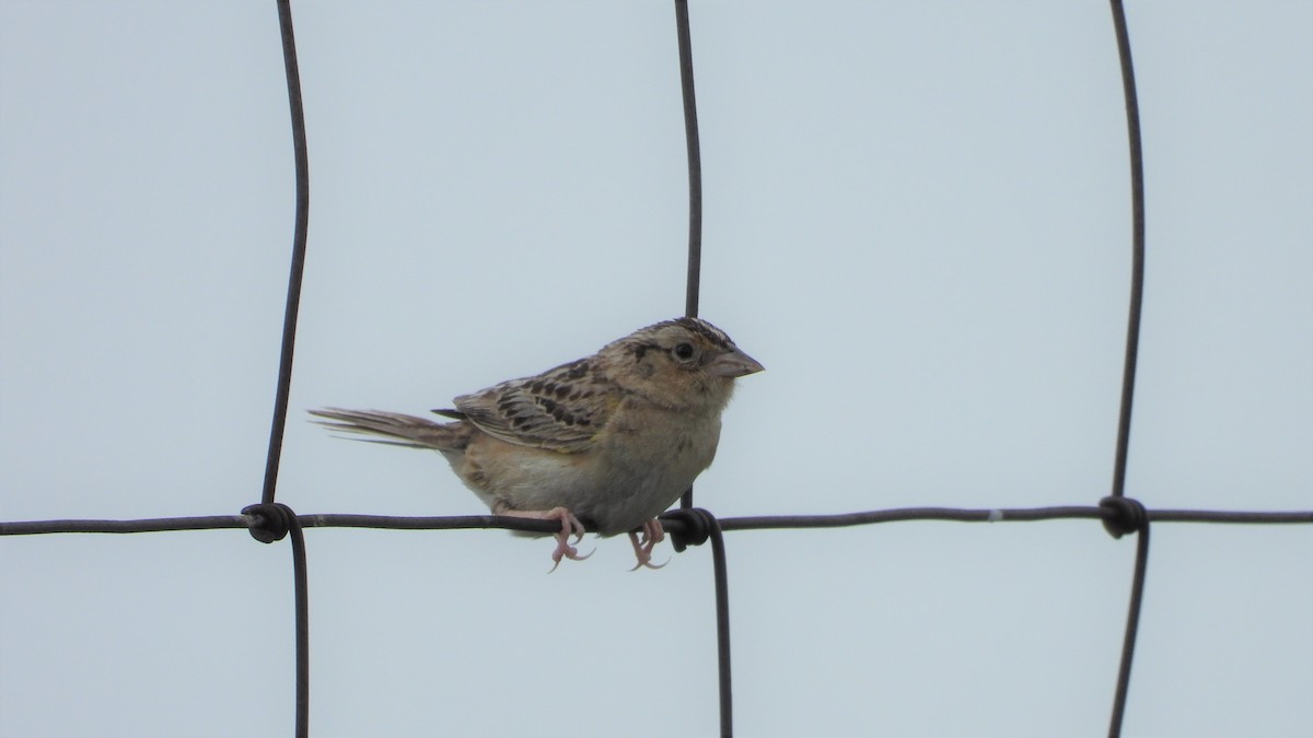 Grasshopper Sparrow - ML595390491