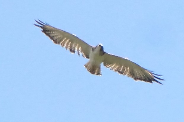 Short-tailed Hawk - ML595397361