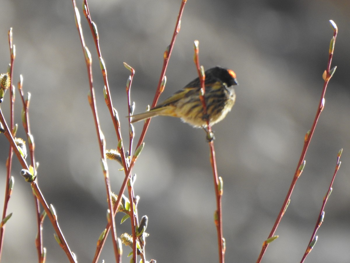 Fire-fronted Serin - ML595400311