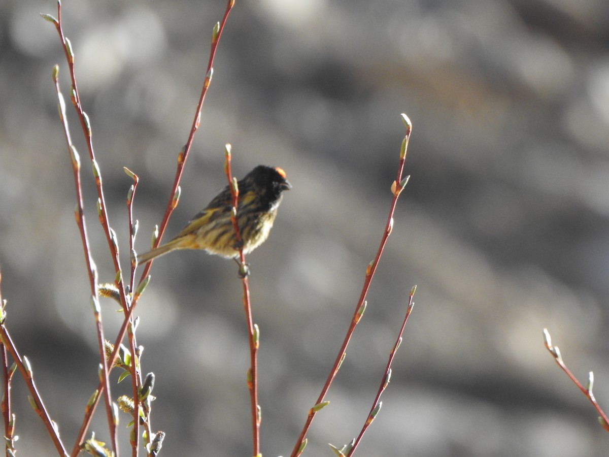 Fire-fronted Serin - ML595400321