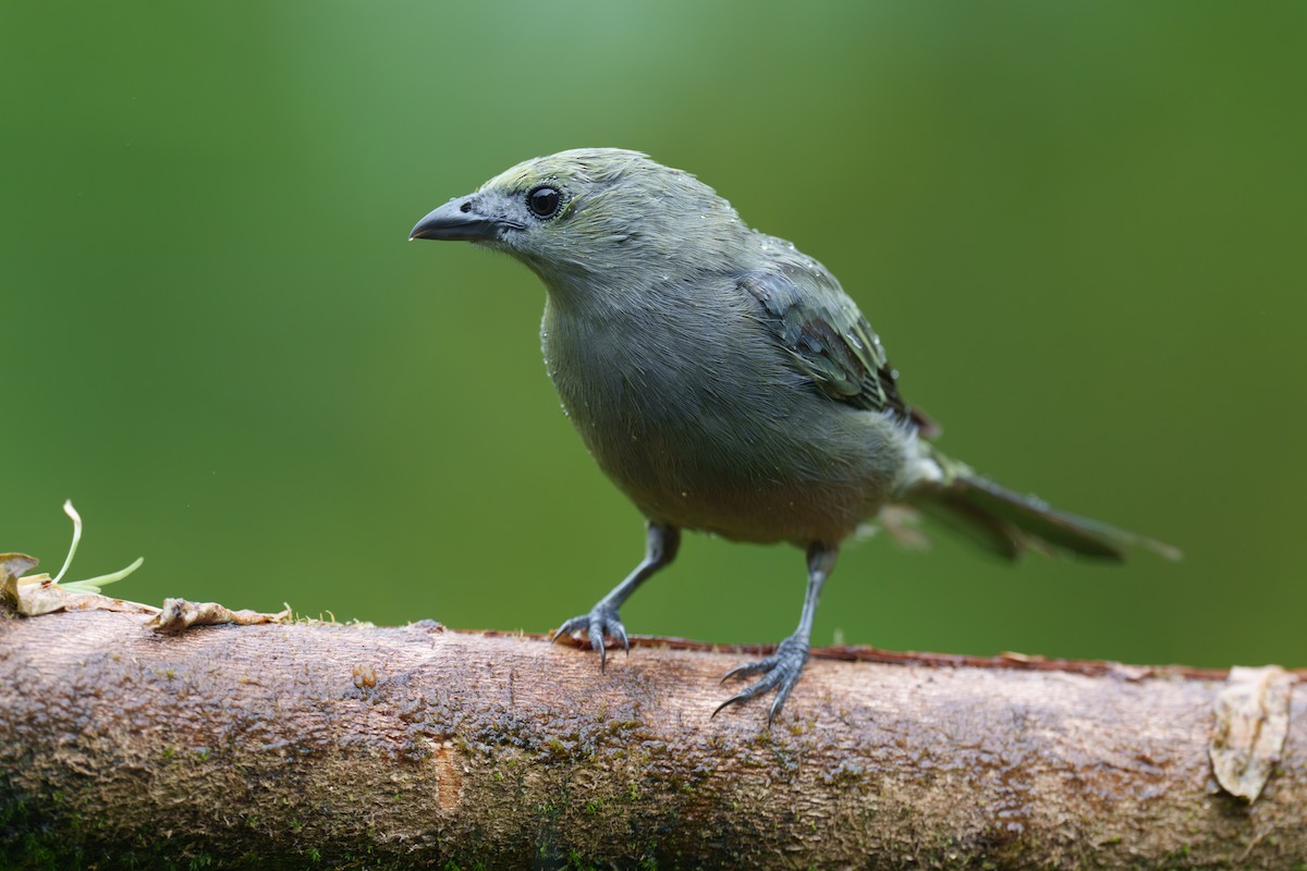 Palm Tanager - ML595400441