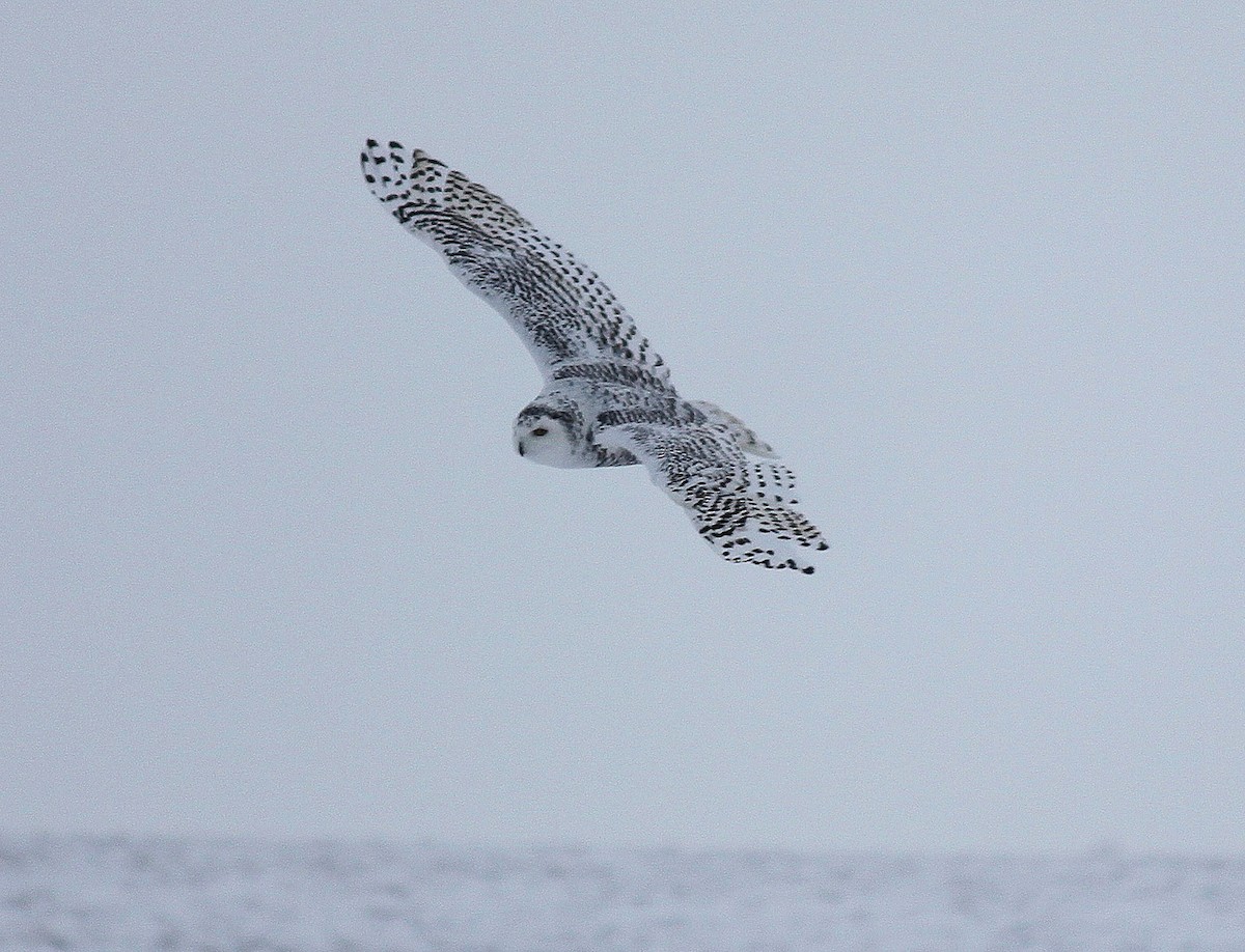 eBird Checklist 29 Jan 2011 Oakdale Nature Preserve 5 species
