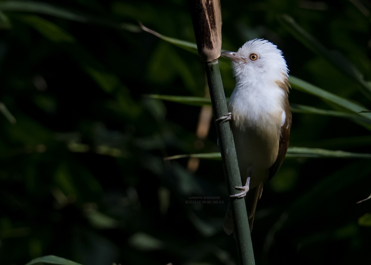 White-hooded Babbler - Sumanta Pramanick
