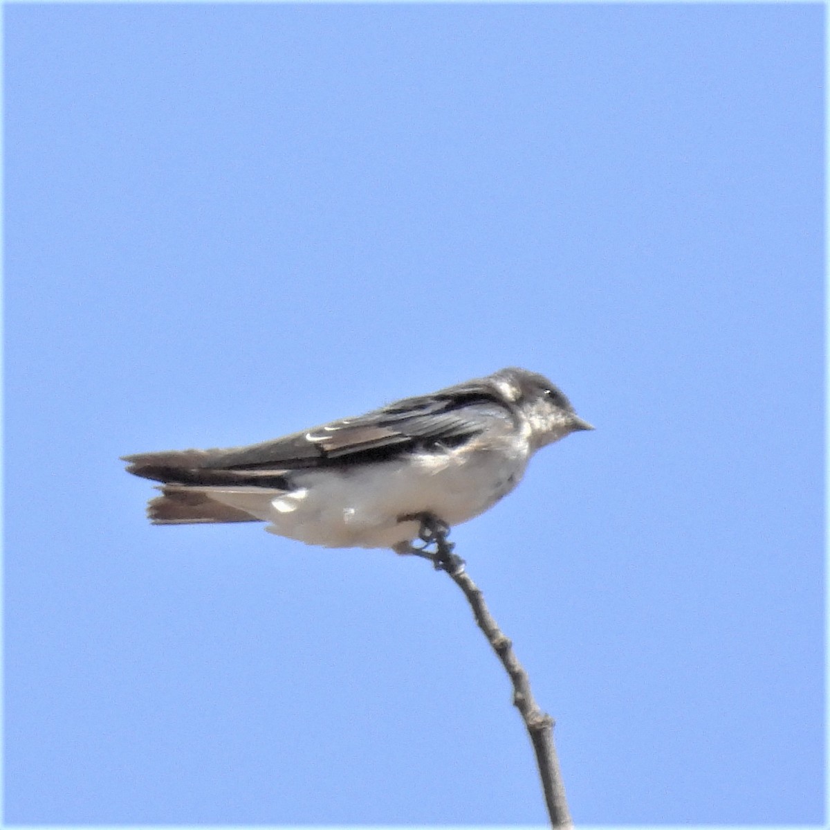 Chilean Swallow - ML595403601